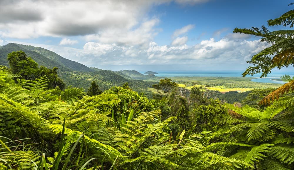 daintree