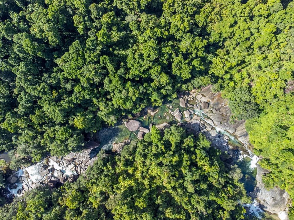 Daintree Forest