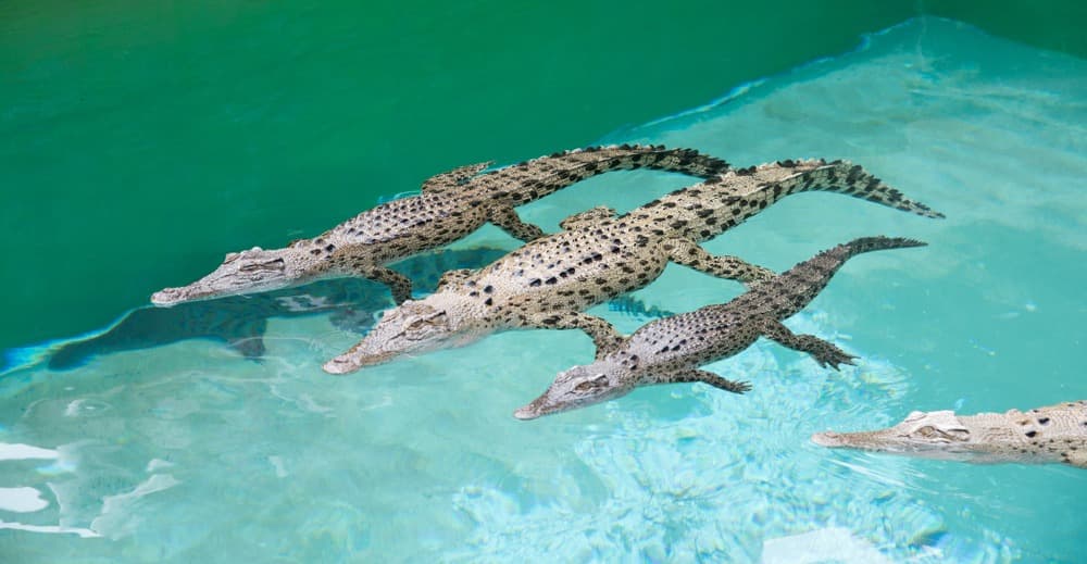 Crocosaurus Cove