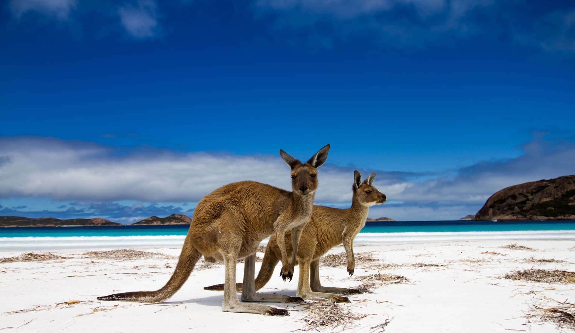 shutterstock 2191249989kangourou australie