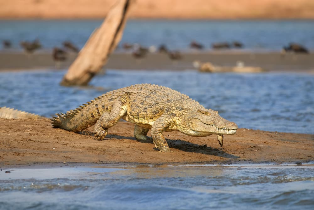 Territory Wildlife Park